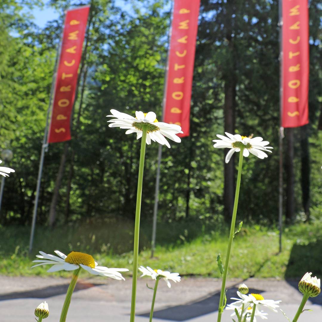 Unsere Fahnen strahlen heute zusammen mit den Blümchen und der Sonne um die Wette. :) Sonnige Grüsse aus dem Camp... #flags #new #flowers #sunshine #summer #nofilterneeded #sportcampmelchtal